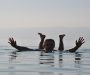 Krimpende Dode Zee dwingt Midden-Oosten tot samenwerking