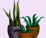 Mythe of feit: Zuiveren planten in de slaapkamer de lucht?
